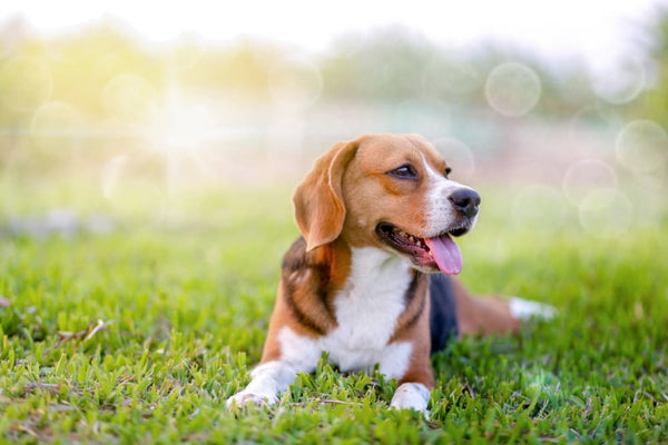 10 Great Sources of Fiber for Dogs - 2024 Update