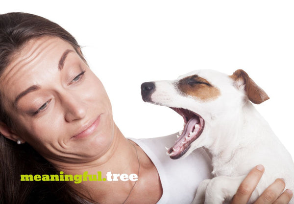 How to Make Dogs Breath Smell Better with Proven Tips