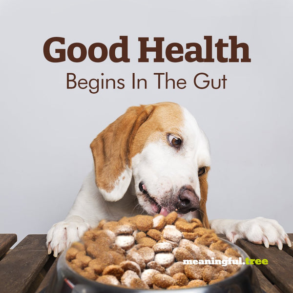 5 Effective Strategies on How to Improve Dog's Gut Health