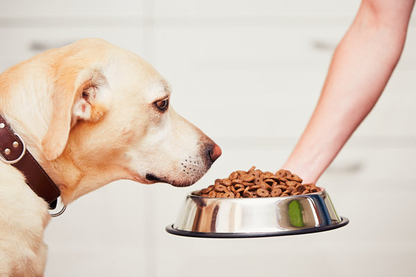 Dog Food: 10 Scary Truths