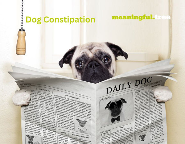 Top Remedies: What to Give a Dog for Constipation Relief