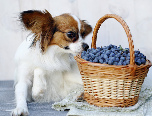 antioxidants for dogs