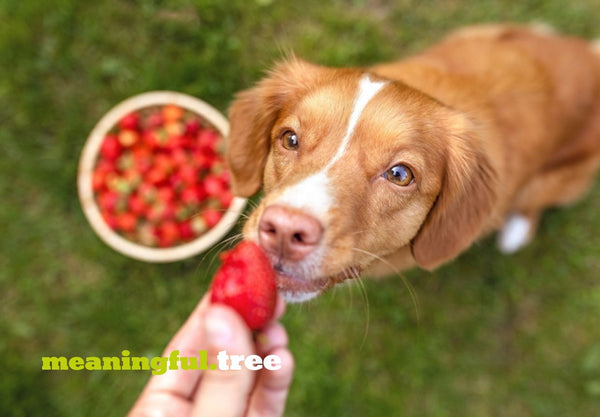 Are Strawberries Good for Dogs? Unveiling the Truth About Fido’s Fruit Snacks