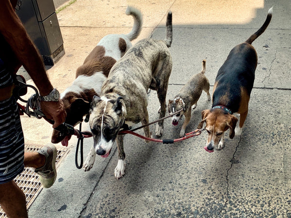 How To Find The Best Dog Walker