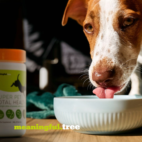 how often should dogs eat?