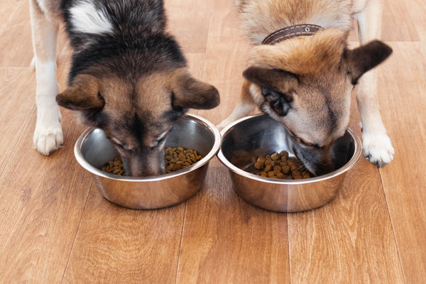 Improve your pet’s gut health in 3 easy steps